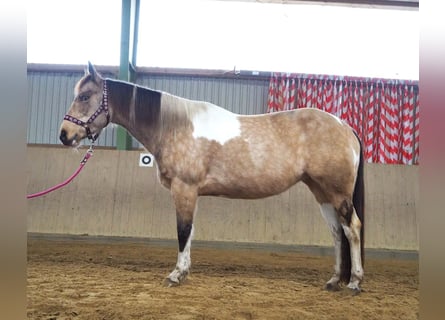 Paint Horse, Mare, 10 years, 14,2 hh, Buckskin