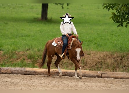 Paint Horse, Mare, 11 years, 14,2 hh, Chestnut-Red