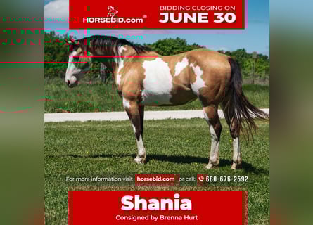Paint Horse, Mare, 12 years, 15,1 hh, Overo-all-colors