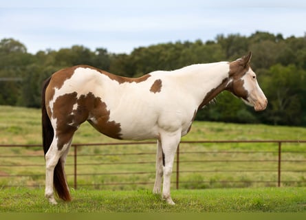 Paint Horse, Mare, 12 years, Pinto