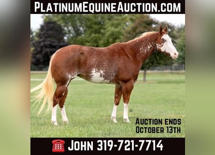 Paint Horse, Mare, 13 years, 14,3 hh, Overo-all-colors