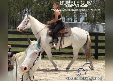 Paint Horse, Mare, 14 years, 15 hh, Gray