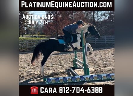 Paint Horse, Mare, 14 years, 15 hh, Tobiano-all-colors