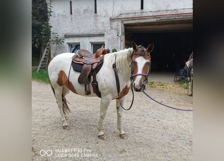 Paint Horse, Mare, 15 years, 15 hh, Overo-all-colors