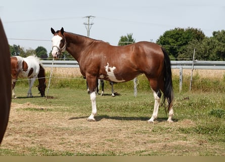 Paint Horse, Mare, 18 years, 16 hh, Brown