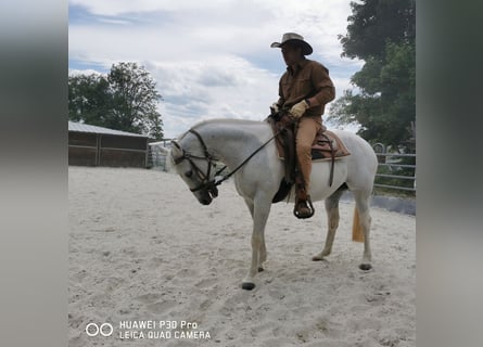 Paint Horse, Mare, 19 years, 15,1 hh, Gray-Dapple
