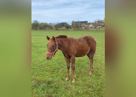 Paint Horse, Mare, 1 year, 14.1 hh, Chestnut-Red