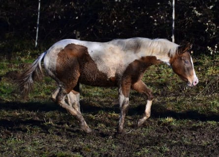 Paint Horse, Mare, 1 year, 14,2 hh, Champagne