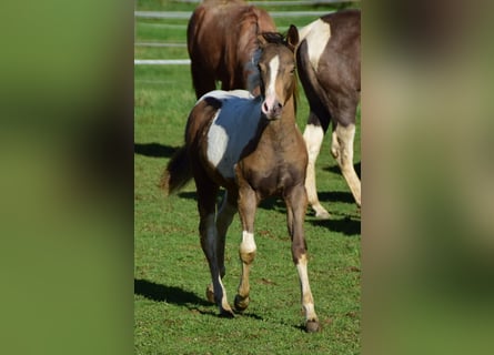 Paint Horse, Mare, 1 year, 14,2 hh, Champagne