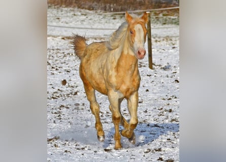 Paint Horse, Mare, 1 year, 14,2 hh, Champagne