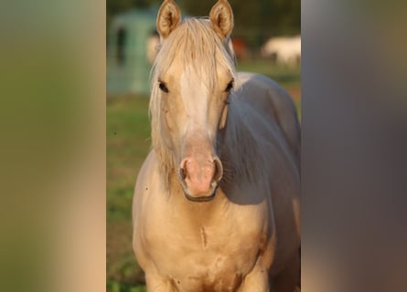 Paint Horse, Mare, 1 year, 14.2 hh, Palomino
