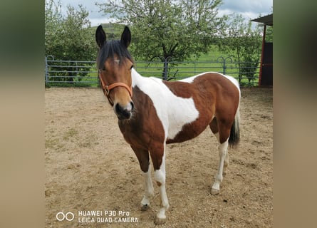 Paint Horse, Mare, 1 year, 14.2 hh, Pinto