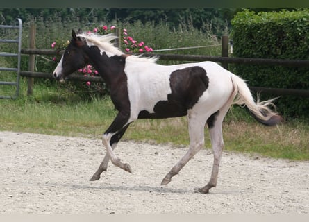 Paint Horse, Mare, 1 year, 14.2 hh