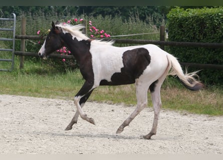 Paint Horse, Stute, 1 Jahr, 14,2 hh