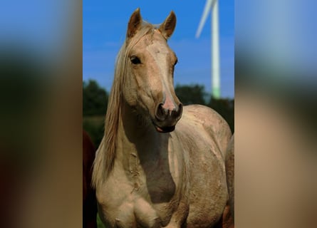 Paint Horse, Mare, 1 year, 14,2 hh, Palomino