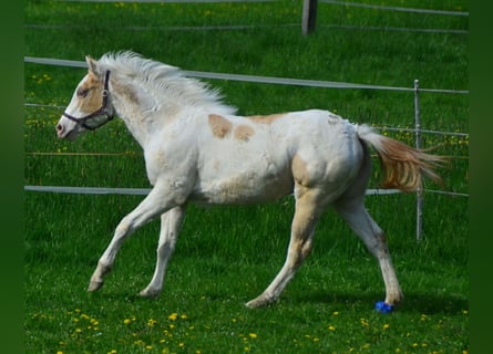Paint Horse, Mare, 1 year, 15.1 hh, Champagne