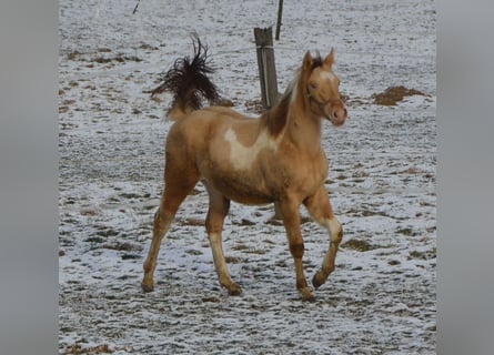 Paint Horse, Mare, 1 year, 15.1 hh, Champagne