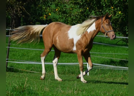 Paint Horse, Mare, 1 year, 15.1 hh, Pinto