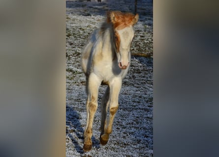 Paint Horse, Mare, 1 year, 15 hh, Pinto