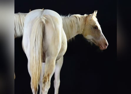 Paint Horse, Mare, 1 year, 15 hh
