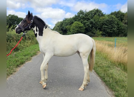 Paint Horse Mix, Mare, 1 year, 15,1 hh, Pinto