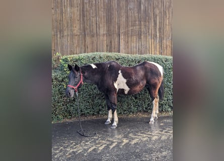 Paint Horse, Mare, 24 years, 15.1 hh, Pinto