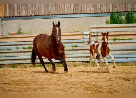 Paint Horse, Mare, 2 years, 14,2 hh