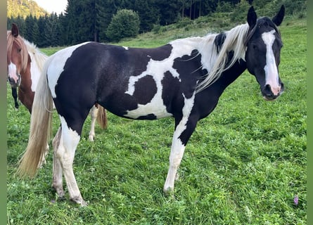 Paint Horse, Mare, 2 years, 14 hh, Tobiano-all-colors