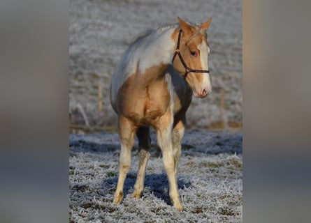 Paint Horse, Mare, 2 years, 15.1 hh, Champagne