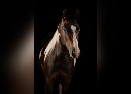 Paint Horse, Mare, 2 years, 15,1 hh, Tobiano-all-colors