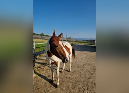 Paint Horse, Mare, 2 years, Tobiano-all-colors