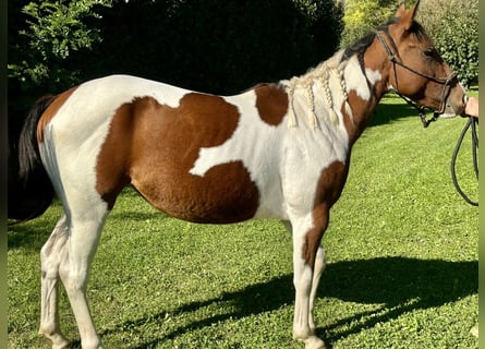 Paint Horse, Mare, 3 years, 14 hh, Pinto