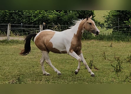 Paint Horse, Mare, 3 years, 14,2 hh, Tobiano-all-colors