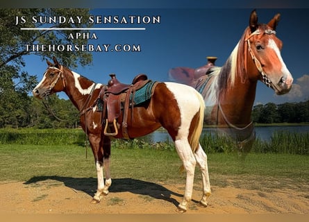 Paint Horse, Mare, 3 years, 15,3 hh, Tobiano-all-colors