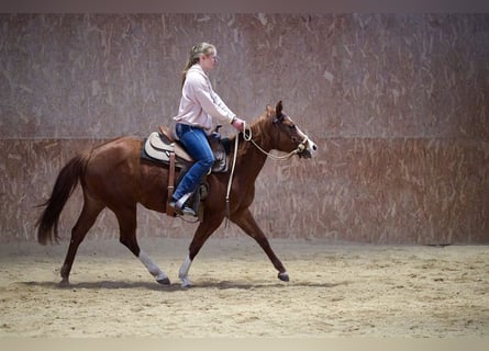 Paint Horse, Mare, 4 years, 13.3 hh, Chestnut-Red