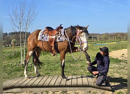 Paint Horse, Mare, 4 years, 14.2 hh, Overo-all-colors