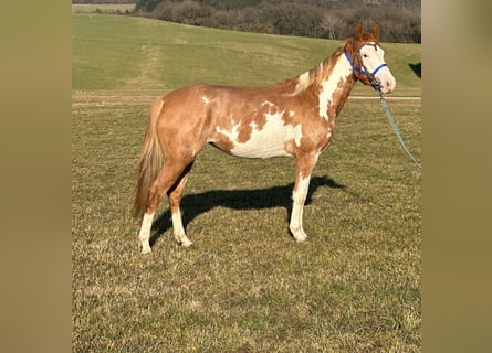 Paint Horse, Mare, 4 years, 14,2 hh, Overo-all-colors