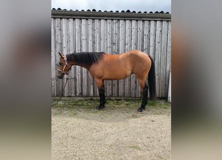 Paint Horse, Mare, 4 years, 14,2 hh, Brown