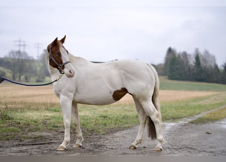 Paint Horse, Mare, 4 years, 14,2 hh, Tobiano-all-colors