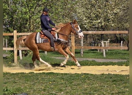 Paint Horse, Mare, 4 years, 15.1 hh, Overo-all-colors