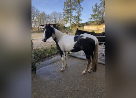 Paint Horse, Mare, 4 years, 15 hh, Pinto