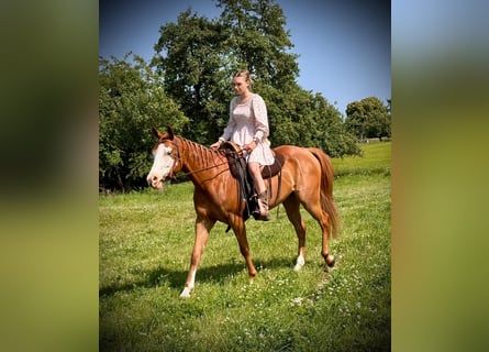 Paint Horse, Mare, 4 years, 15,1 hh, Chestnut-Red