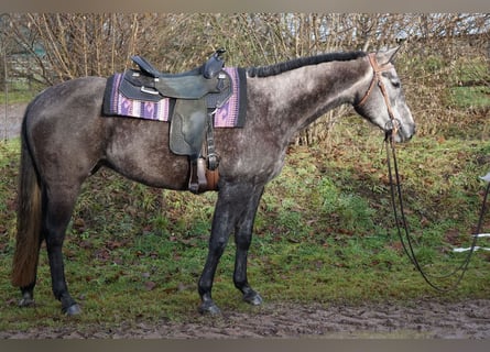 Paint Horse, Mare, 5 years, 14.2 hh, Gray