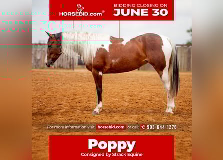Paint Horse, Mare, 5 years, 15 hh