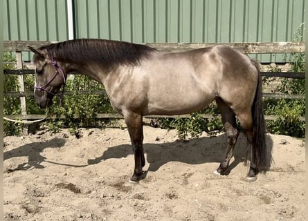 Paint Horse, Mare, 5 years, 15 hh, Grullo