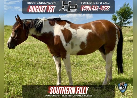 Paint Horse, Mare, 5 years, 15 hh, Tobiano-all-colors