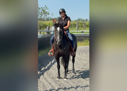 Paint Horse, Mare, 5 years, 15,1 hh, Black