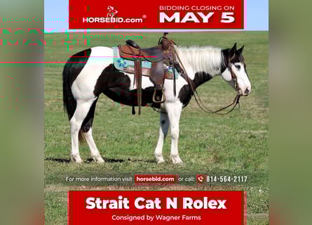 Paint Horse, Mare, 6 years, 14,2 hh