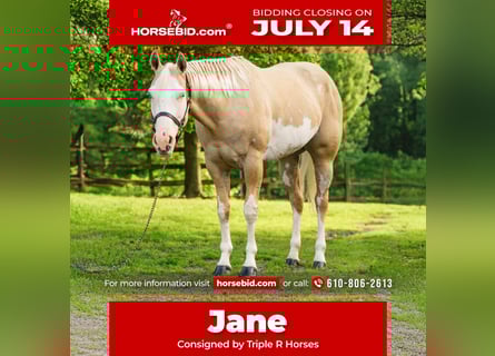 Paint Horse, Mare, 6 years, 15,2 hh, Dunalino