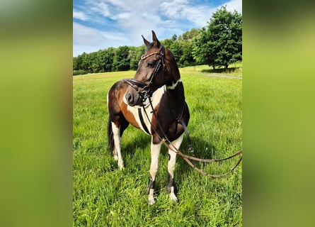 Paint Horse Mix, Mare, 6 years, 16.1 hh, Pinto